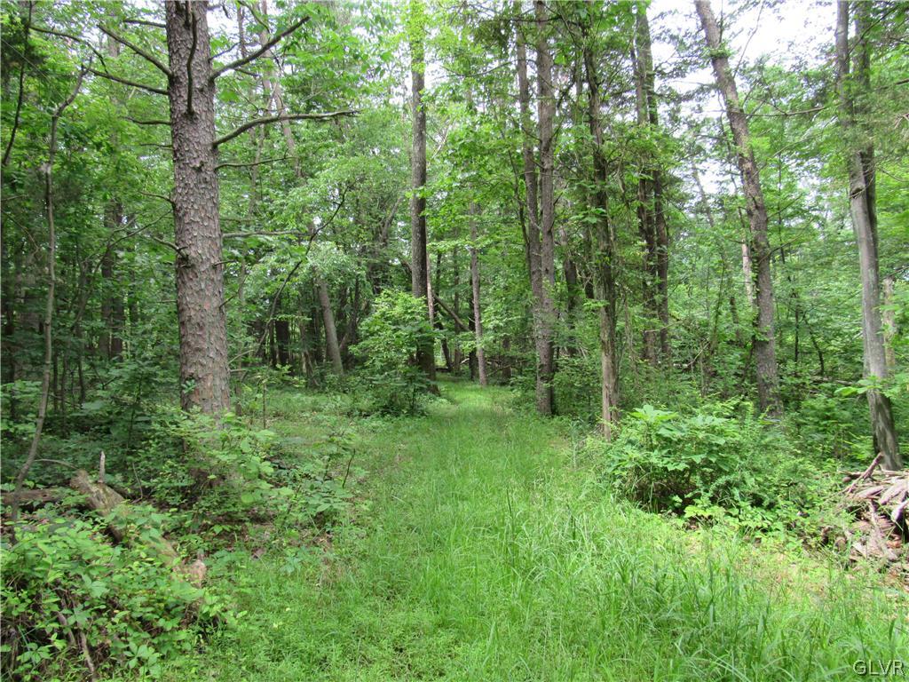 Hiffletrayer Road Green Lane, PA 18054 - Photo 4 of 9 a view of a lush green forest