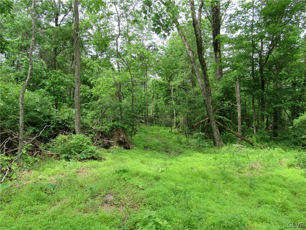 Hiffletrayer Road Green Lane, PA 18054 - Photo 8 of 9 a view of lush green forest