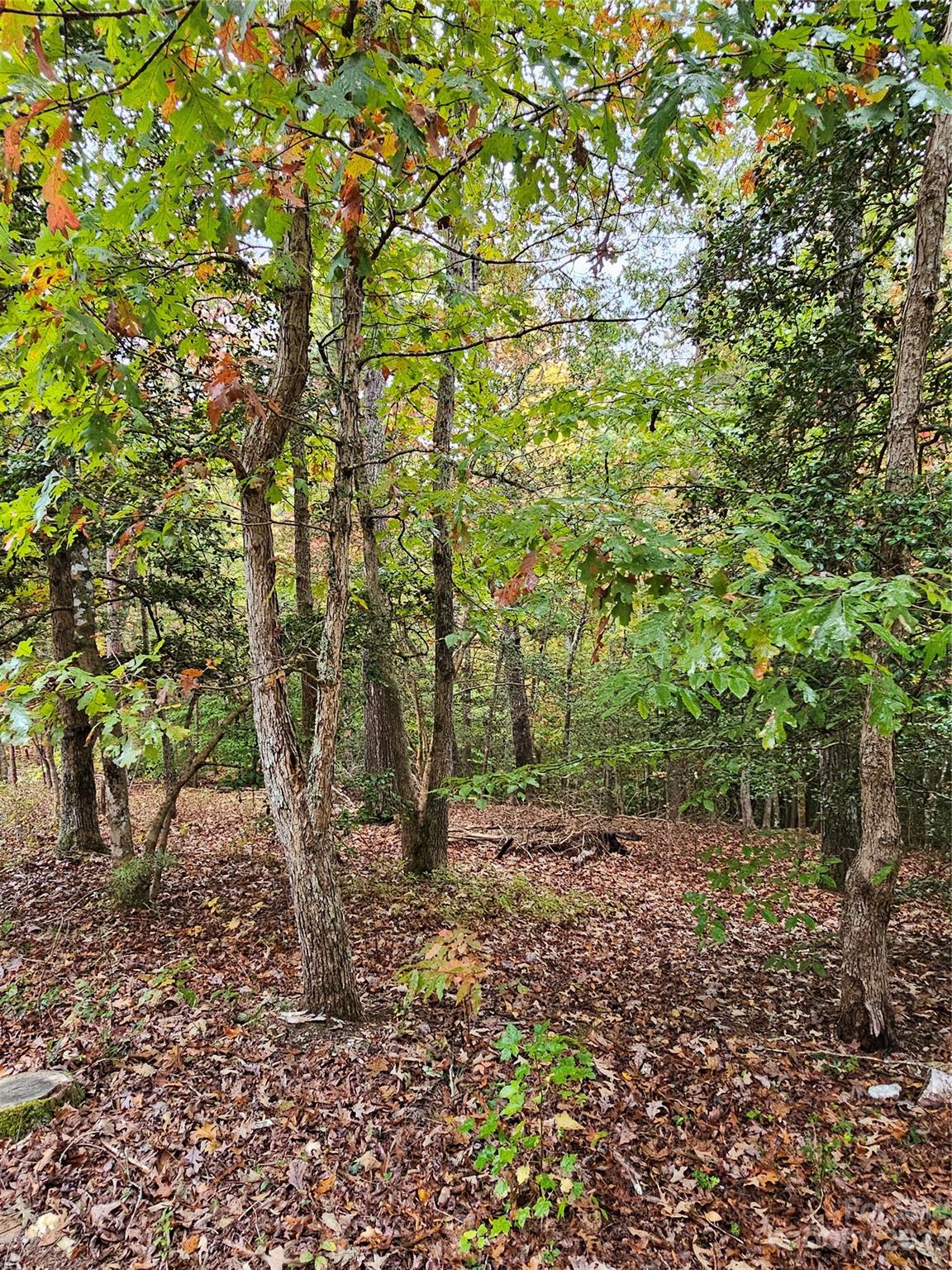224 McDaniel Road Blacksburg, SC 29702 - Photo 5 of 20 a view of a forest