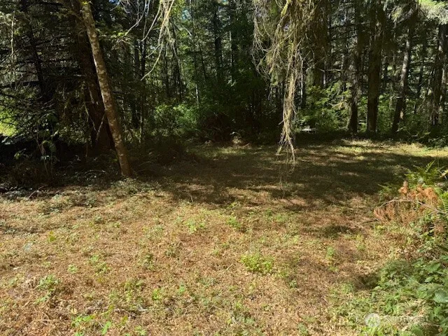 a view of a yard with trees