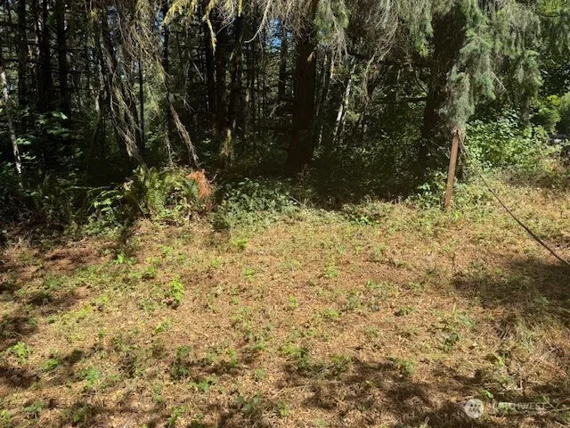a view of a yard with plants and trees