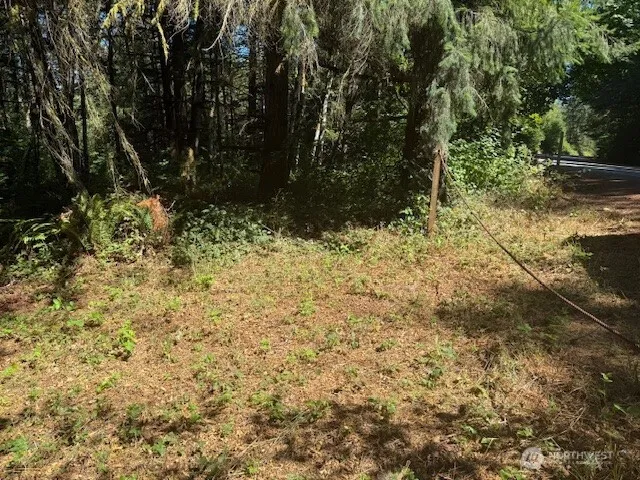 a view of a forest with trees
