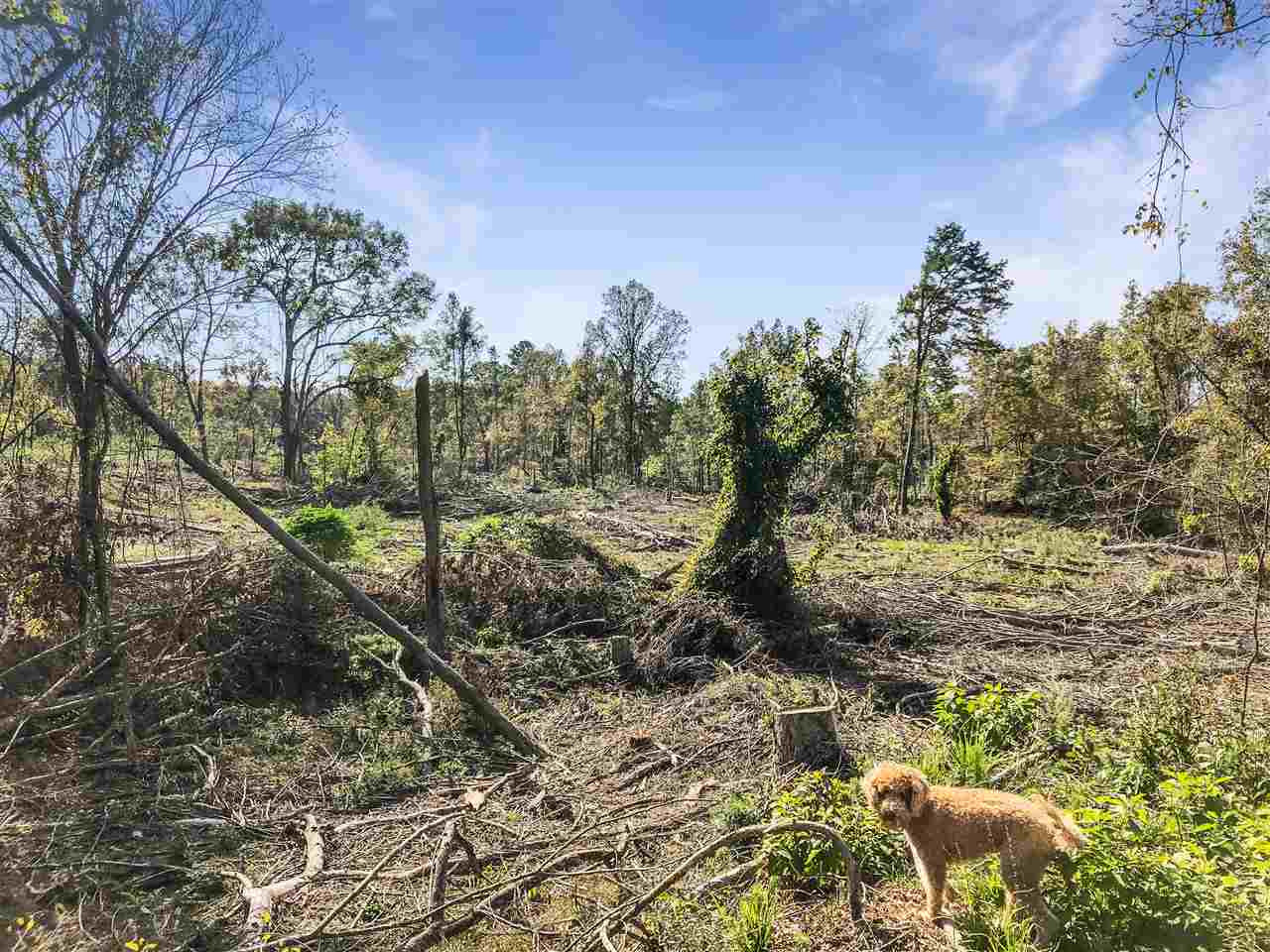 0 Good Hope Road Edwards, MS 39066 - Photo 14 of 20 Photo 14