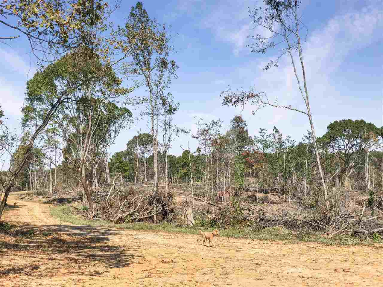 0 Good Hope Road Edwards, MS 39066 - Photo 15 of 20 Photo 15