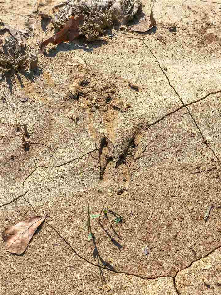 0 Good Hope Road Edwards, MS 39066 - Photo 6 of 20 Photo 6