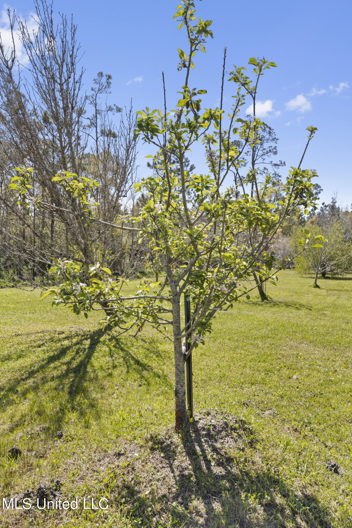24052 Arcadia Farm Road Pass Christian, MS 39571 - Photo 29 of 32 029