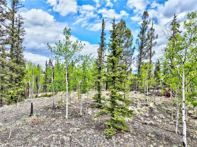 a view of a yard with plants and large trees