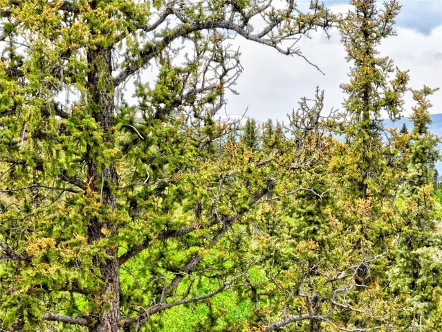 a view of a tree with a tree