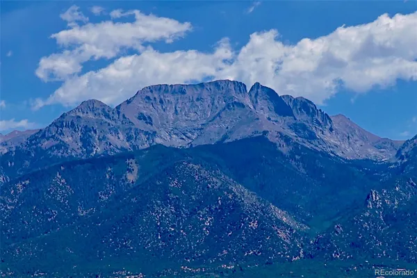 a view of a bunch of flowers in a lot