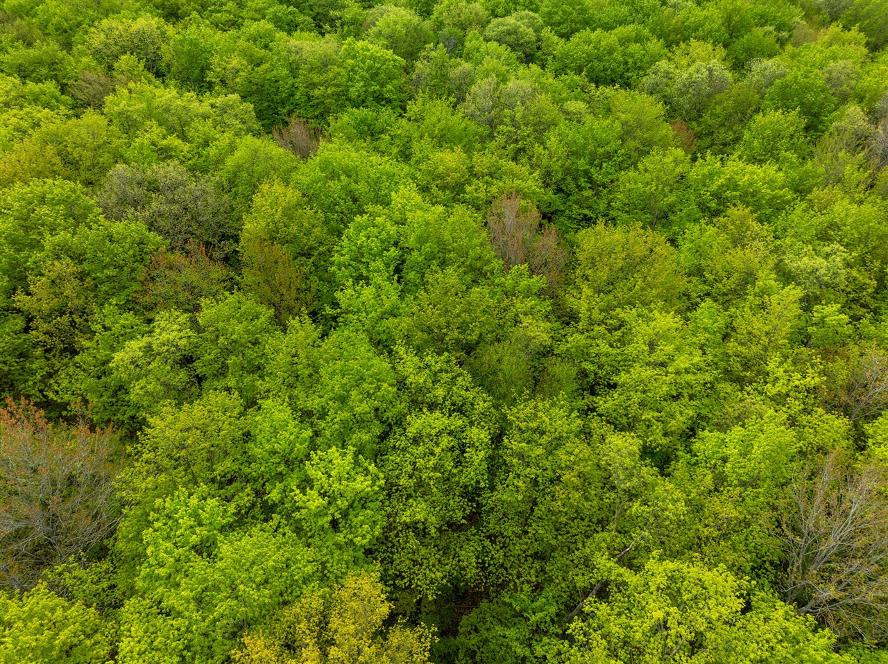 Vl Covert Road Northeast Mancelona, MI 49659 - Photo 18 of 22
