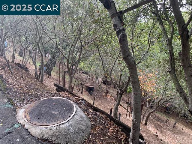 a view of a forest with large trees