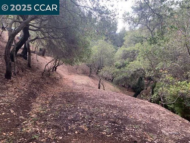 a view of a tree with a yard