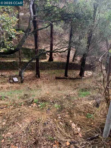a view of a yard with plants and trees