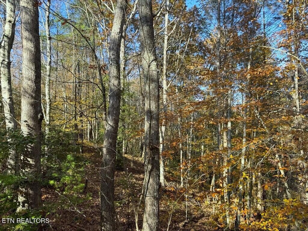 0 Bear Track Way Del Rio, TN 37727 - Photo 3 of 21