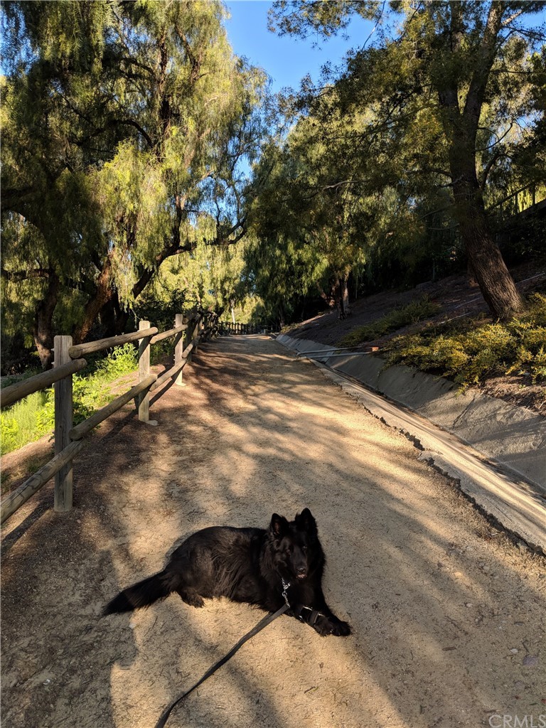 1902 Derby Drive North Tustin, CA 92705 - Photo 63 of 67 a view of yard along with trees