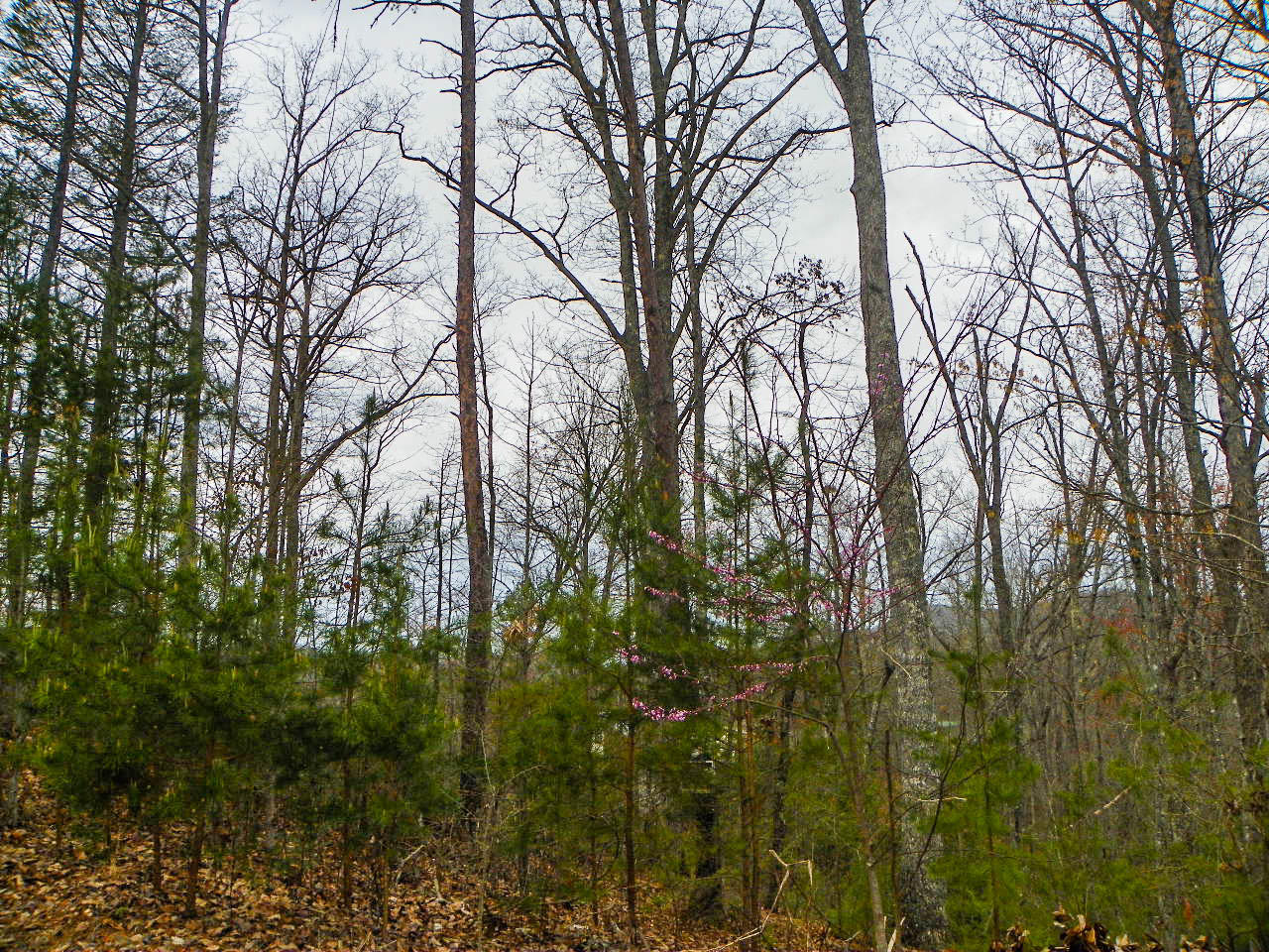 Lot#2 Shadyview Ridge Road Sevierville, TN 37876 - Photo 3 of 6 103_3251