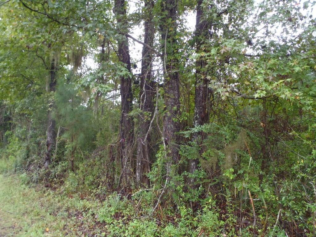 0 Campbell Thickett Road Ridgeville, SC 29472 - Photo 2 of 9 Campbell Thicket 2