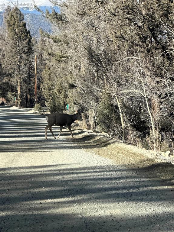 3503 Redhill Road Fairplay, CO 80440 - Photo 10 of 14 Deer on the way in