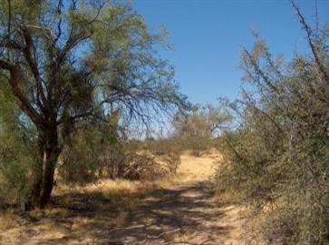 11380 West Massingale Road Tucson, AZ 85743 - Photo 4 of 4