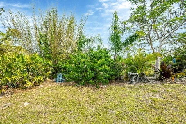 a view of a yard with plants and large trees