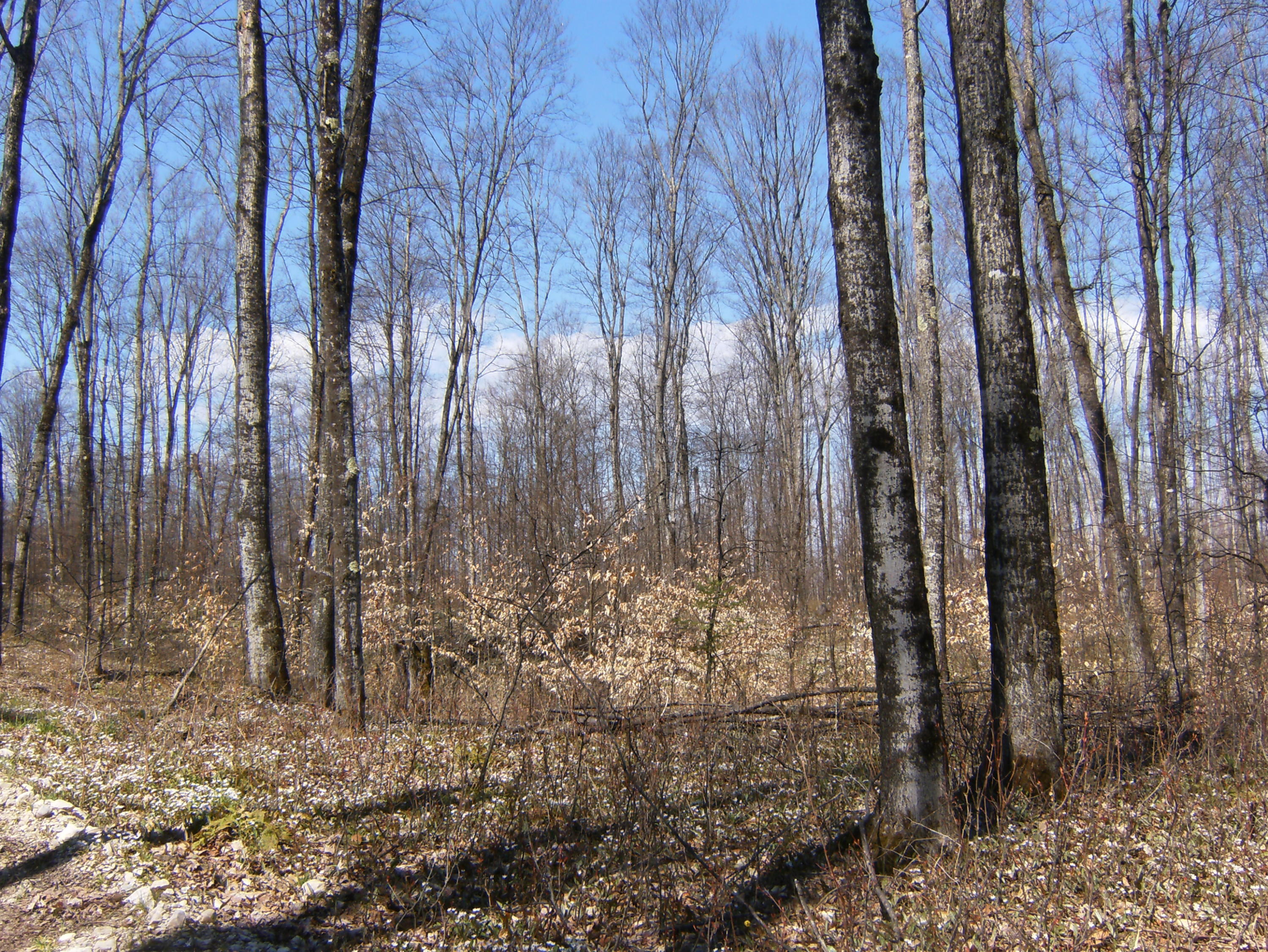 0 North Chip Lake Road Germfask, MI 49836 - Photo 4 of 6 Gallery Image 4