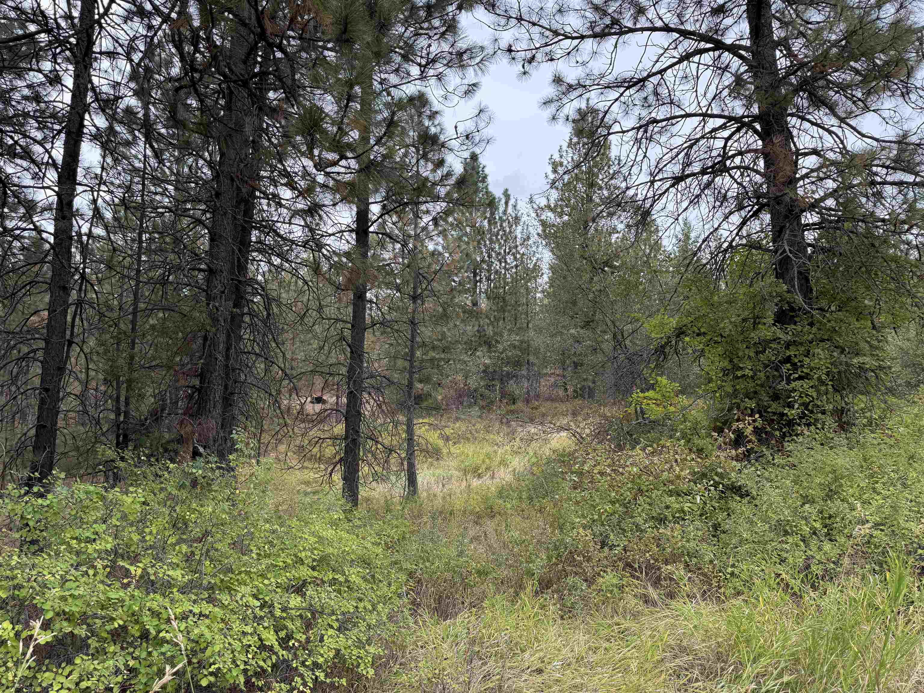15211 North Wood Road Ford, WA 99013 - Photo 25 of 33