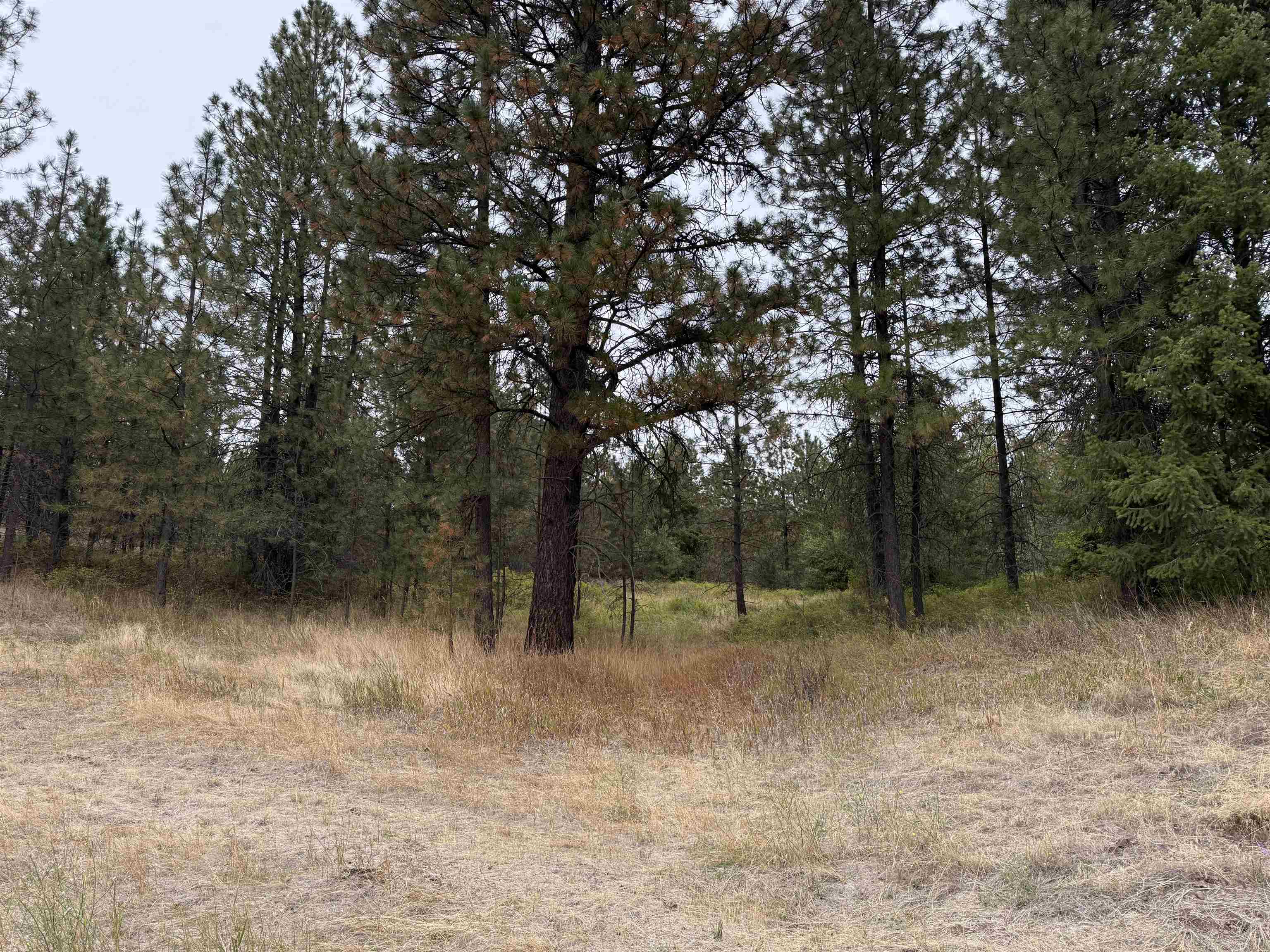 15211 North Wood Road Ford, WA 99013 - Photo 26 of 33