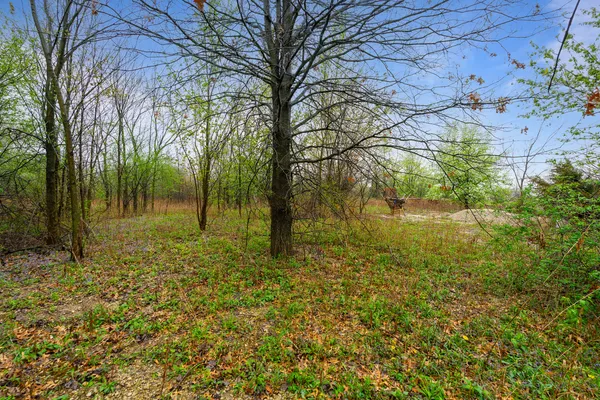 a view of backyard with tree
