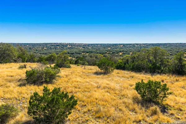 a view of a forest with a tree in the background