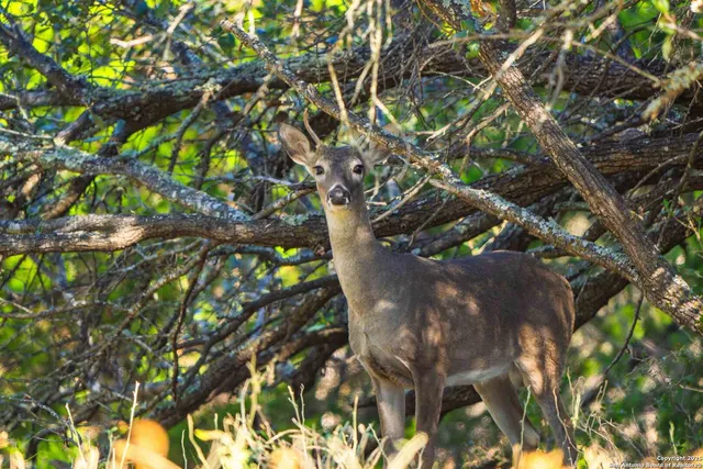 a close up of a tree in a garden