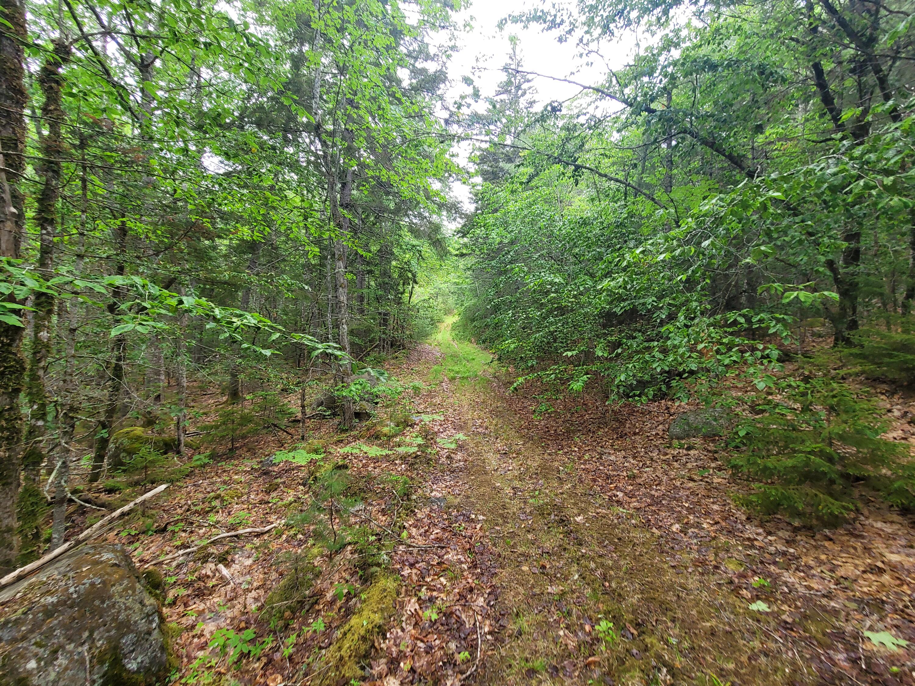 Tbd Grindleville Road Blue Hill, ME 04614 - Photo 17 of 52 Old woods road