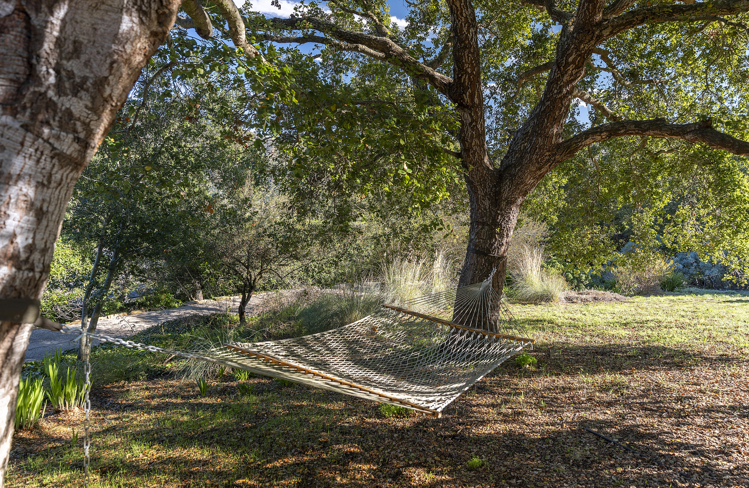 1138 Mission Ridge Road Santa Barbara, CA 93103 - Photo 50 of 54 a view of a tree in the middle of a yard