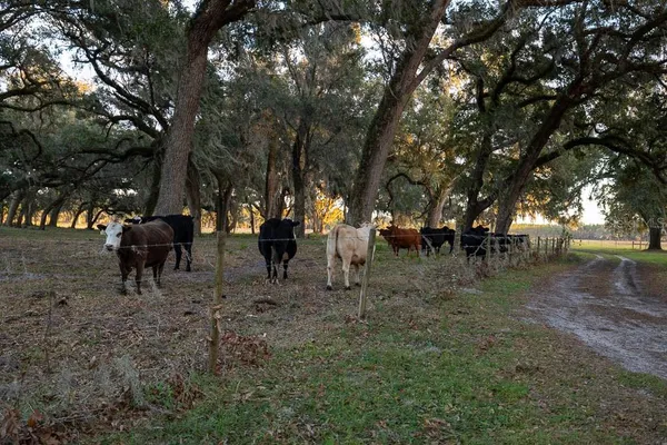 $11,750,000 | 993 Cr 722 Webster, Webster, FL 33597