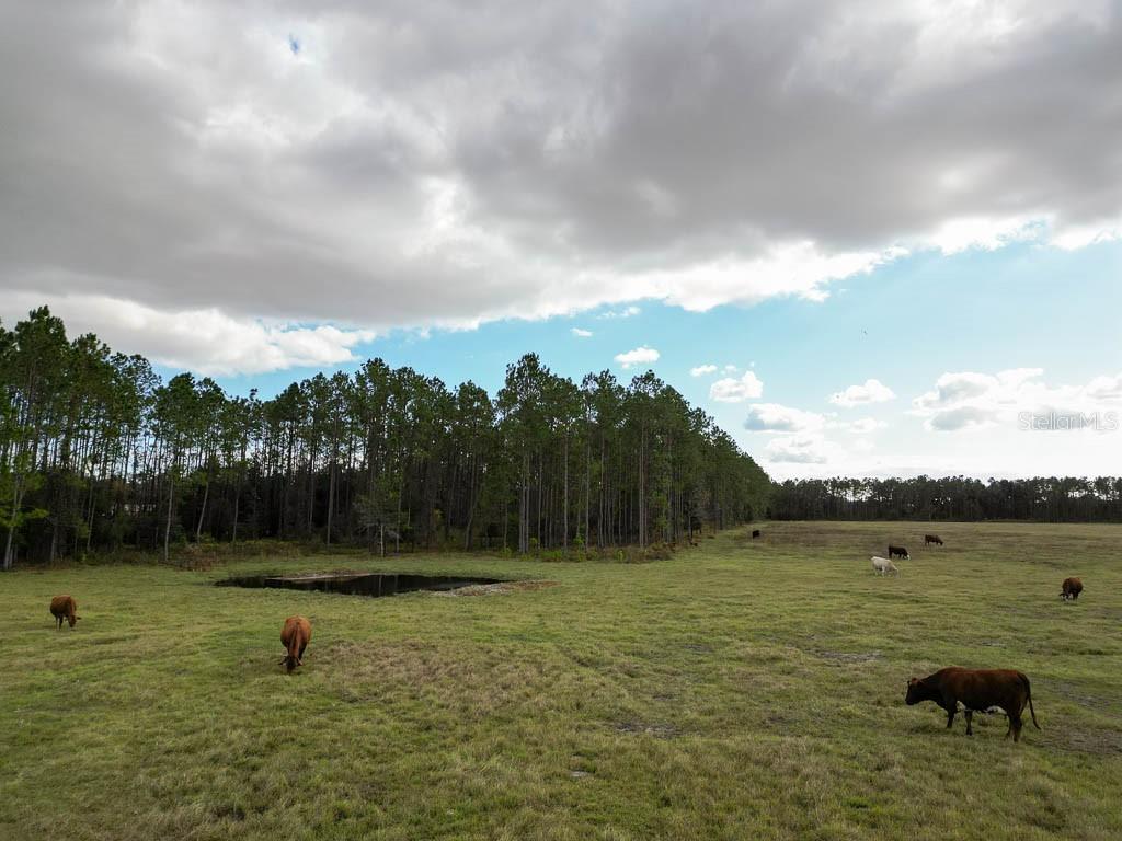993 Cr 722 Webster Webster, FL 33597 - Photo 73 of 96 a view of a lake with a yard