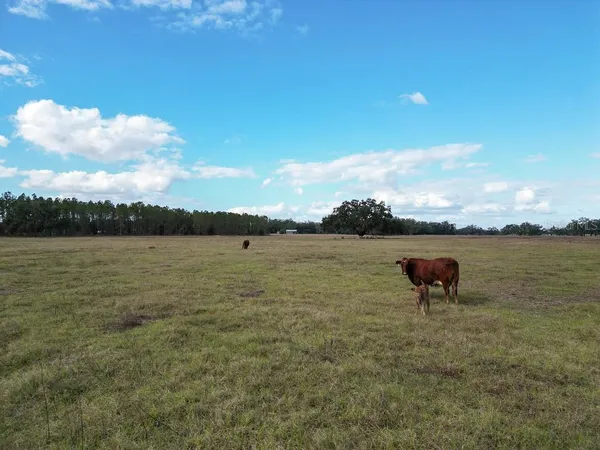 $11,750,000 | 993 Cr 722 Webster, Webster, FL 33597