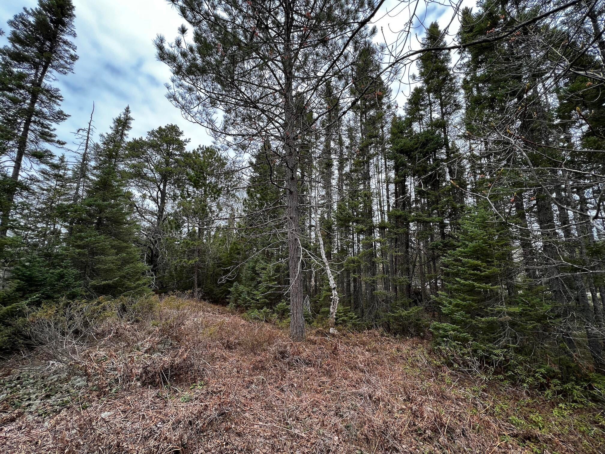 11151 North Whitefish Point Road Paradise, MI 49768 - Photo 1 of 10 Gallery Image 1