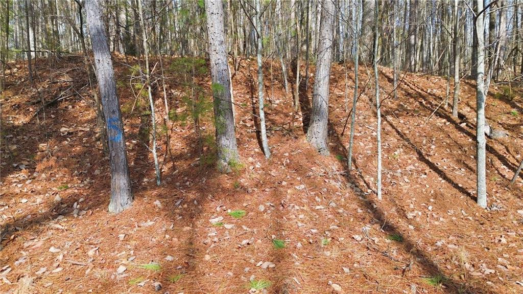 765 Plum Lane Clarkesville, GA 30523 - Photo 2 of 9