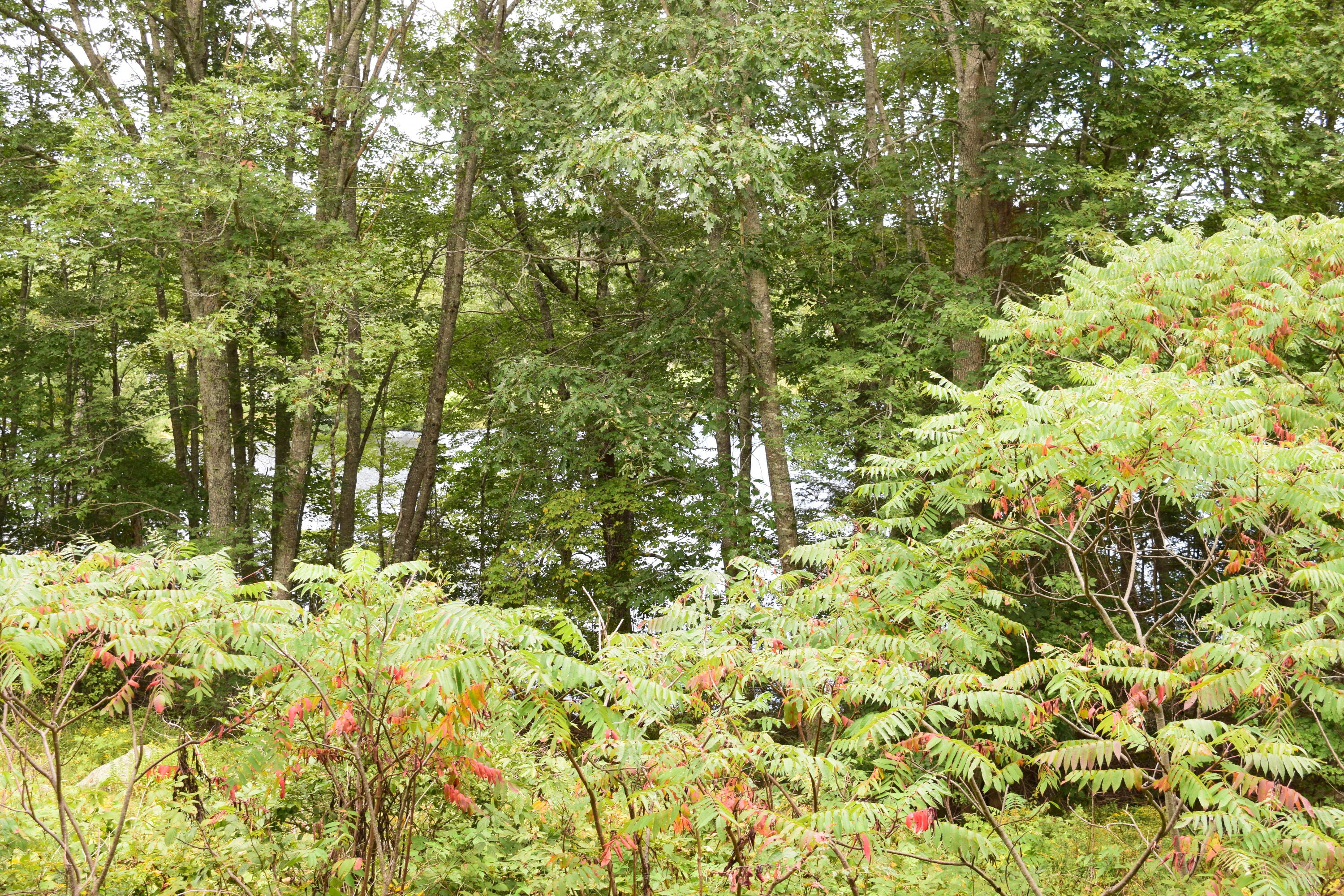 0 Christian Ridge Road Ellsworth, ME 04605 - Photo 9 of 16 DSC_0101