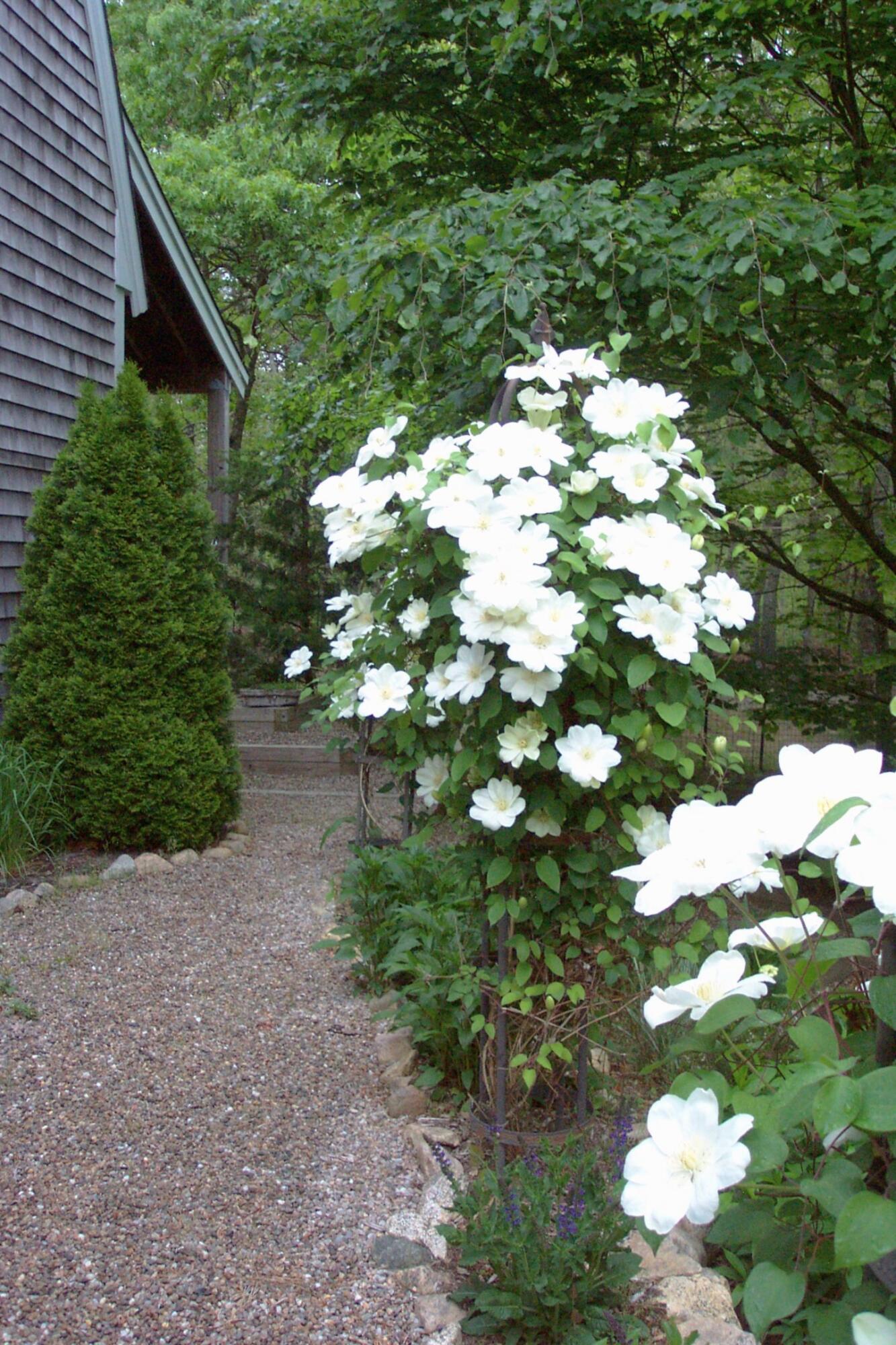 70 Acre Hill Road Barnstable, MA 02630 - Photo 42 of 54 Backyard Clematis
