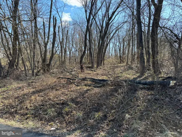 a view of backyard with large trees