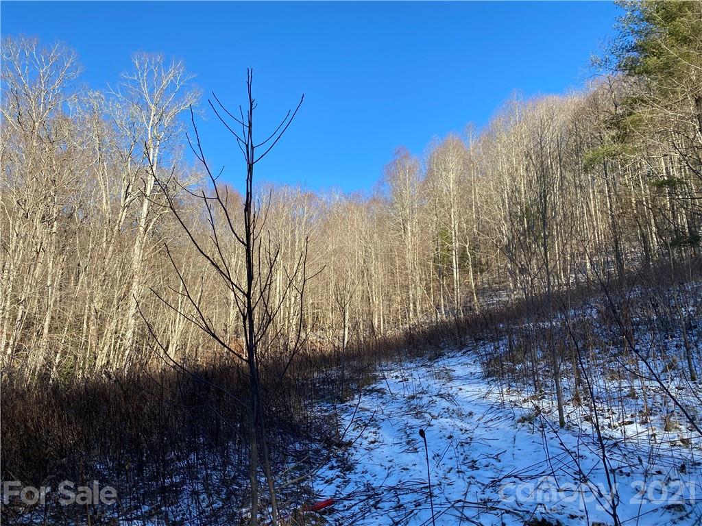 Tbd Mountain Springs Road Mars Hill, NC 28754 - Photo 20 of 29 a view of a yard with trees
