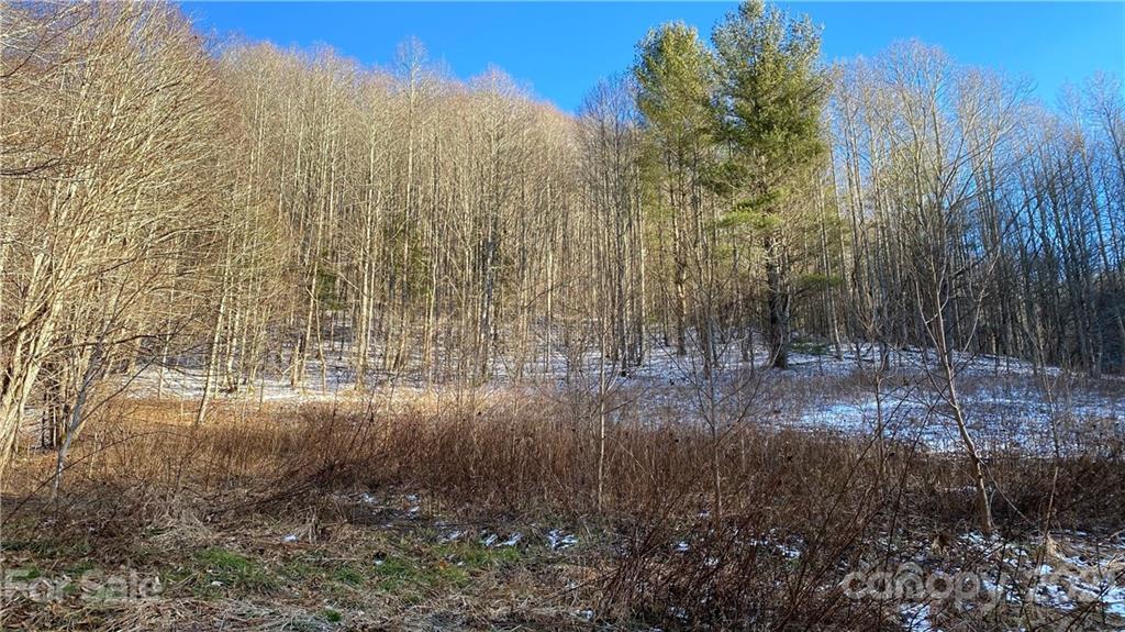 Tbd Mountain Springs Road Mars Hill, NC 28754 - Photo 25 of 29 a view of a forest with a house