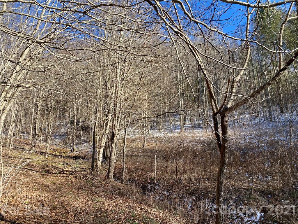 Tbd Mountain Springs Road Mars Hill, NC 28754 - Photo 26 of 29 a view of a yard with plants and trees