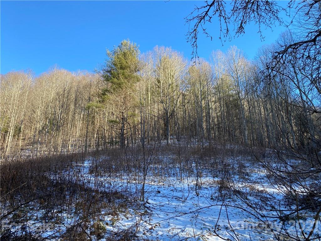 Tbd Mountain Springs Road Mars Hill, NC 28754 - Photo 4 of 29 a view of a forest with a yard