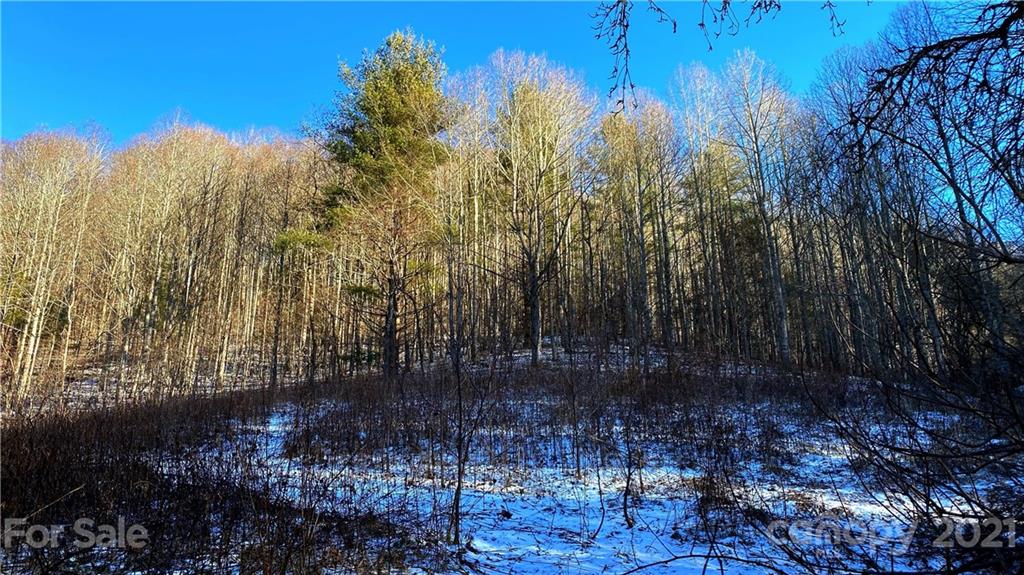 Tbd Mountain Springs Road Mars Hill, NC 28754 - Photo 5 of 29 a view of a yard