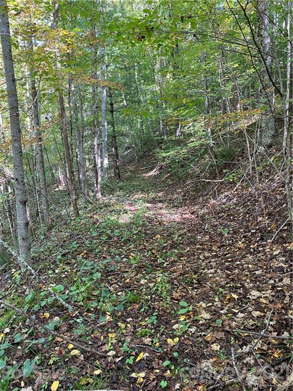 Tbd Mountain Springs Road Mars Hill, NC 28754 - Photo 10 of 29 a view of a forest with lots of trees