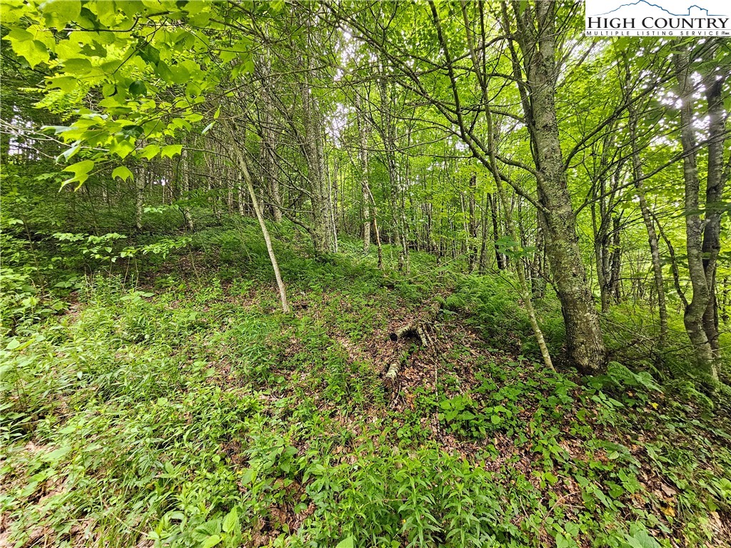 851 East Whenlin Ridge Road Lansing, NC 28643 - Photo 12 of 14 a green field with lots of bushes