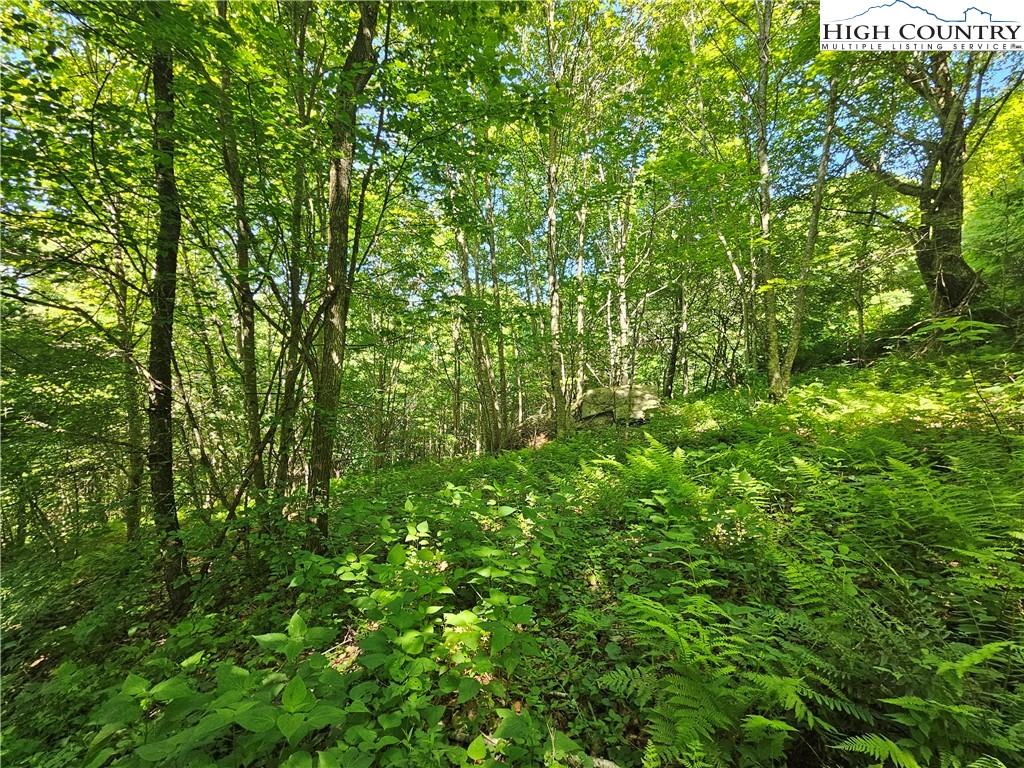 851 East Whenlin Ridge Road Lansing, NC 28643 - Photo 13 of 14 a view of a lush green forest