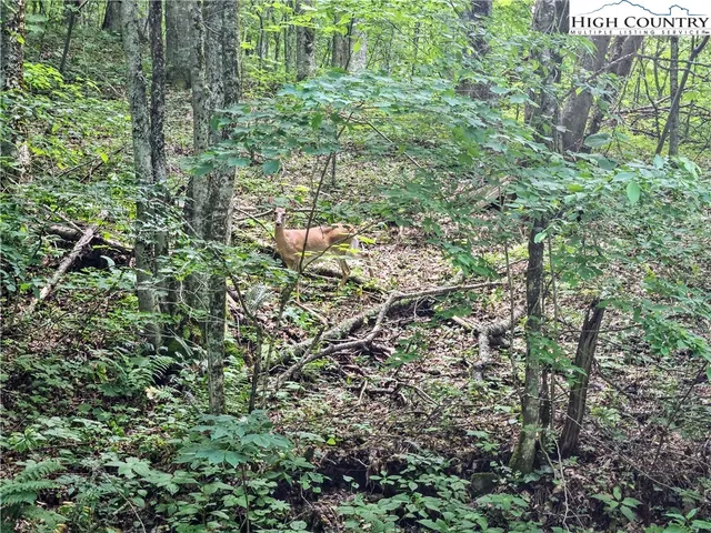 a view of a yard with plants and flowers