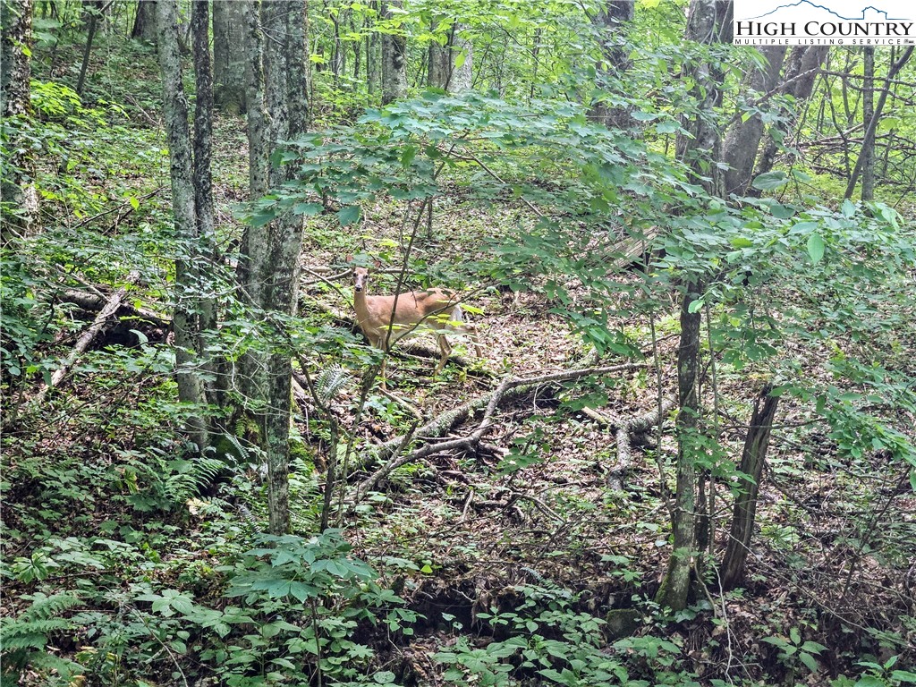 851 East Whenlin Ridge Road Lansing, NC 28643 - Photo 8 of 14 a view of a yard with plants and flowers
